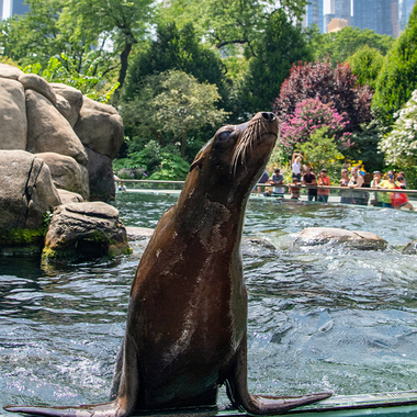 Central Park Zoo: Spring Season